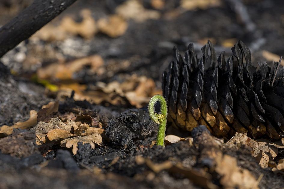 La nature face aux flammes au Muséum dHistoire naturelle de Bayonne Ville de Bayonne